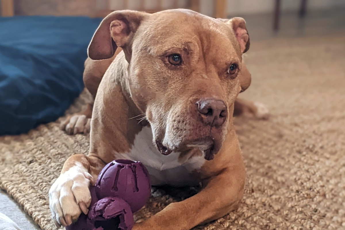 A tan pittie mix holds a purple chew toy whilst looking regal.